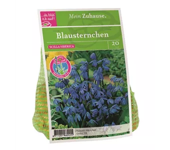 Blumenzwiebel Blausternchen