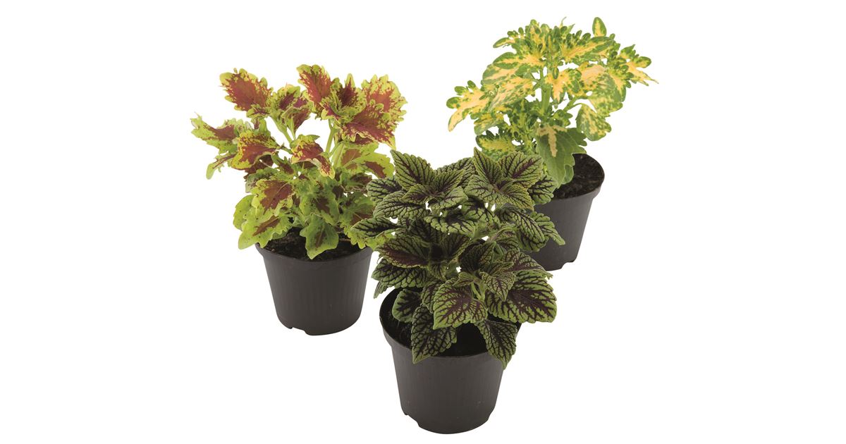 Buntnessel , Coleus blumei - Blumenparadies Radtke