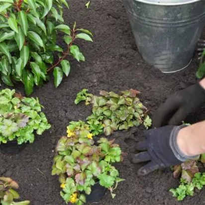 Golderdbeere - Einpflanzen im Garten