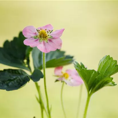 Erdbeeren 