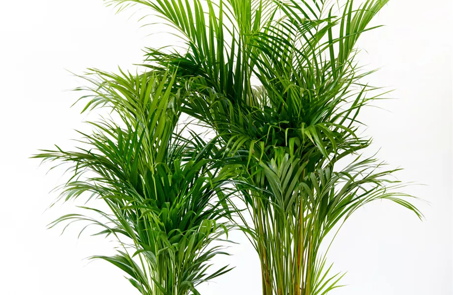 Pflanze des Monats Februar 2026: Goldfruchtpalme