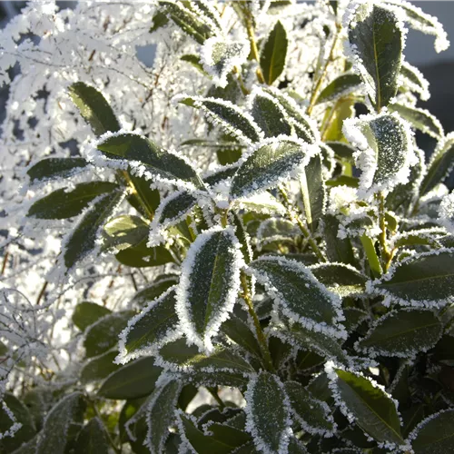 Gartenkalender November 2025