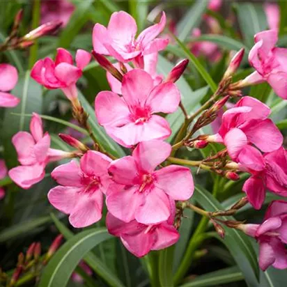 Oleander selber vermehren
